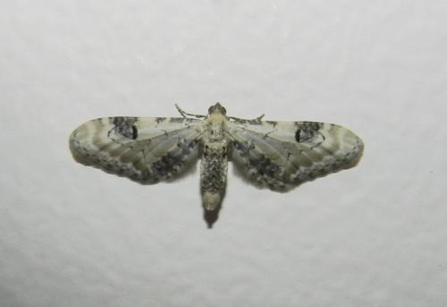 Eupithecia centaureata